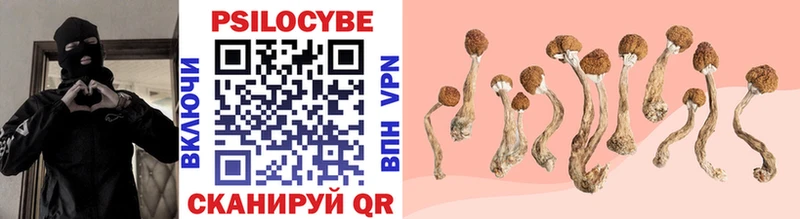 Купить где  Алексеевка  Псилоцибиновые грибы Cubensis 
